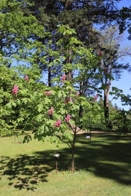 Aesculus x carnea 'Briotii' - jírovec plěťový - celek v květu